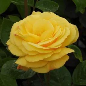 Arthur Bell Floribunda Rose (Rosa Arthur Bell) 1